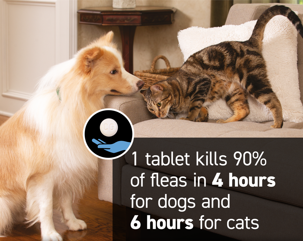 Capstar for Flea Treatment My Pet and I