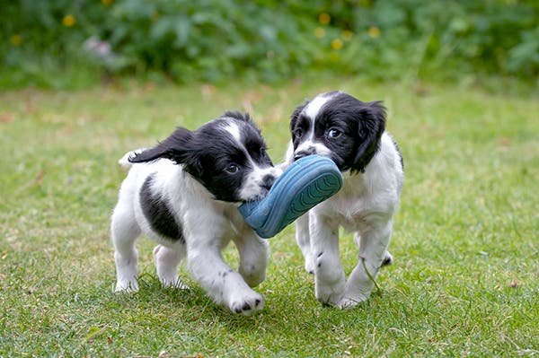 Engelsk springer spaniel hvalpe i sort og hvid leger i haven med en sko