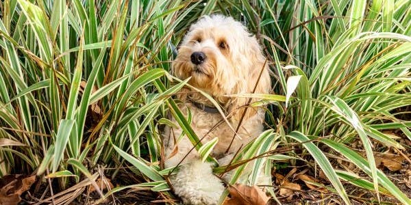 Seresto collar on dog in garden
