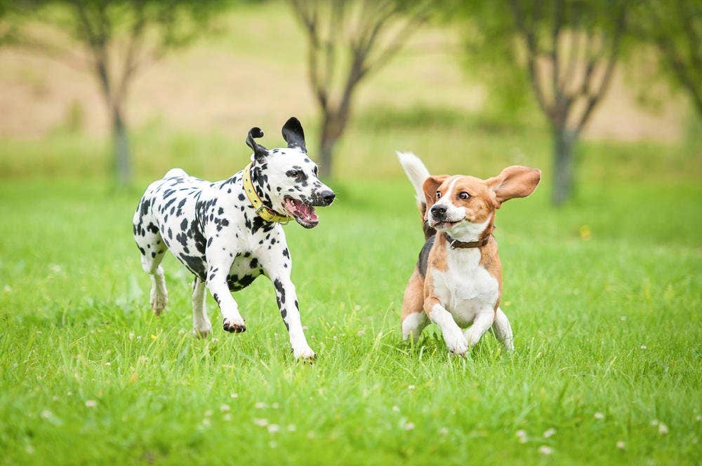 honden spelen in het park