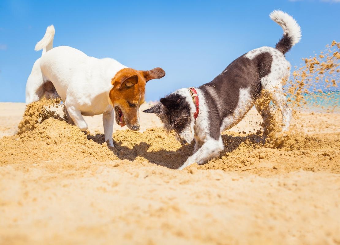 Kutyák játszanak a tengerparton
