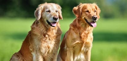 Two-golden-retrievers-sitting-in-grass-field_0