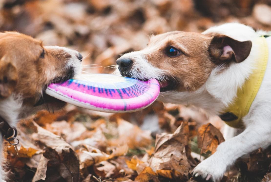 Pros y contras de tener dos perros