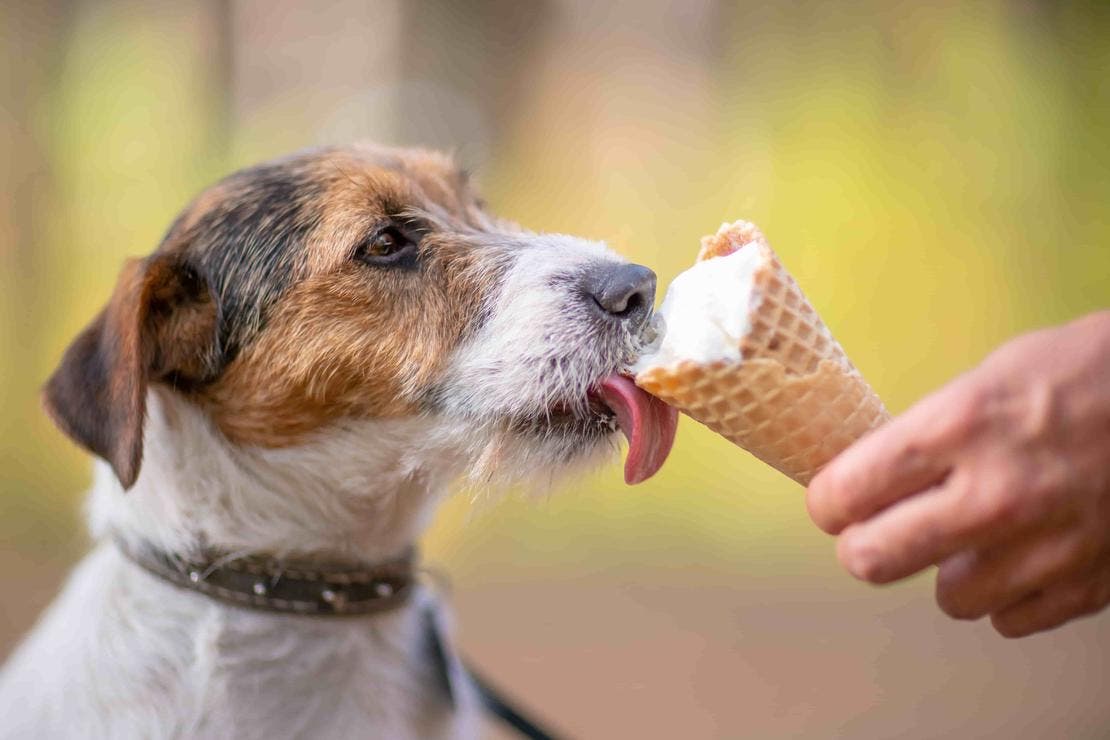 czy psy mogą jeść lody