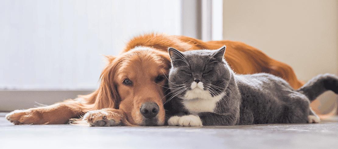 Foto van kat en hond op de gang die worden beschermd tegen vlooien en teken