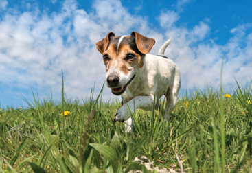 A dog running in grass – In a sourced from Shutterstock