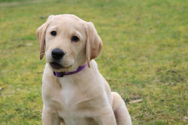 Foto van Auke KNGF sponsorpup