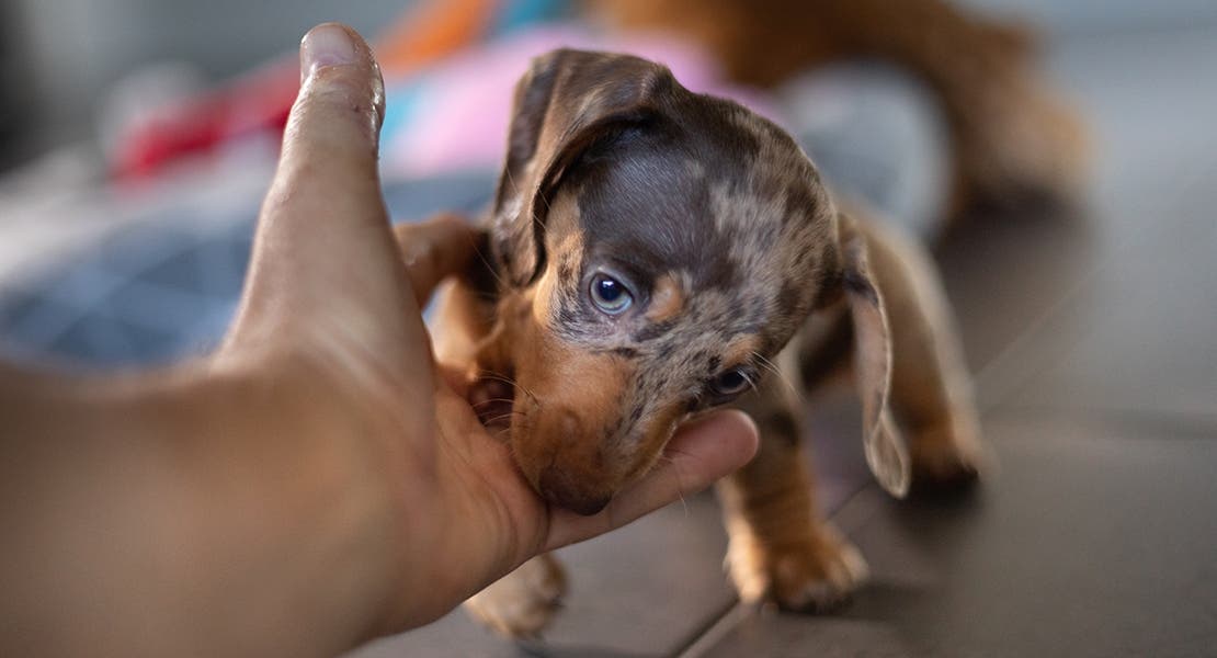 Dachshund puppy biting owner’s hand. 