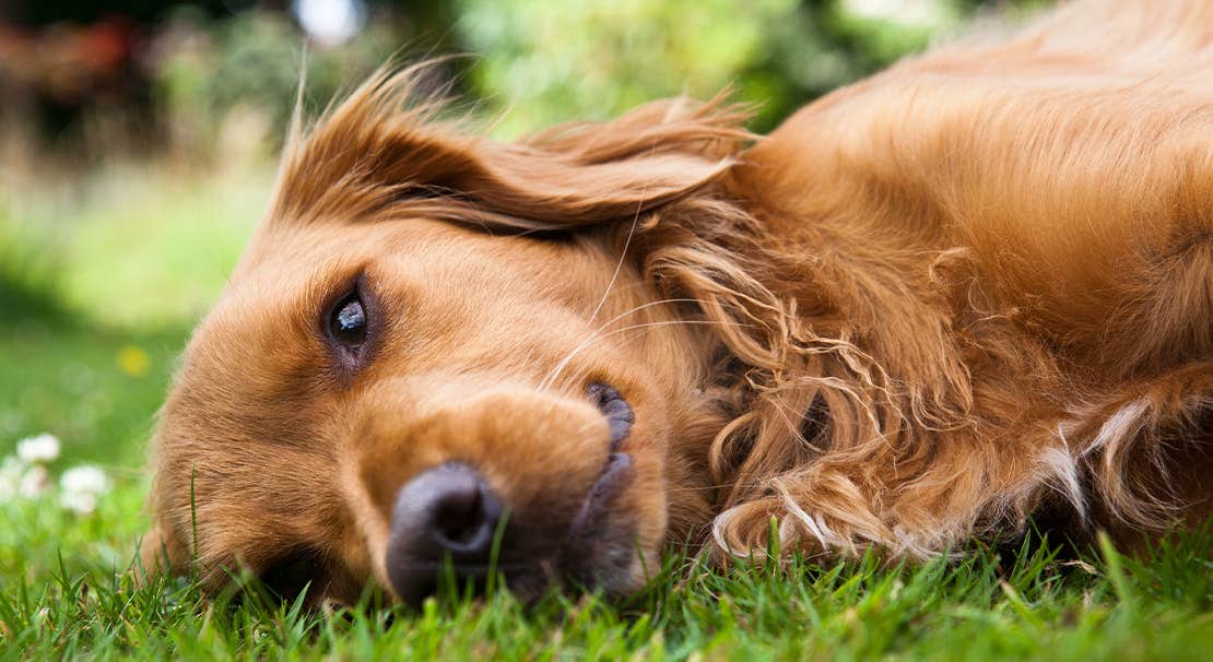 A red Golden Retriever lying on the grass.