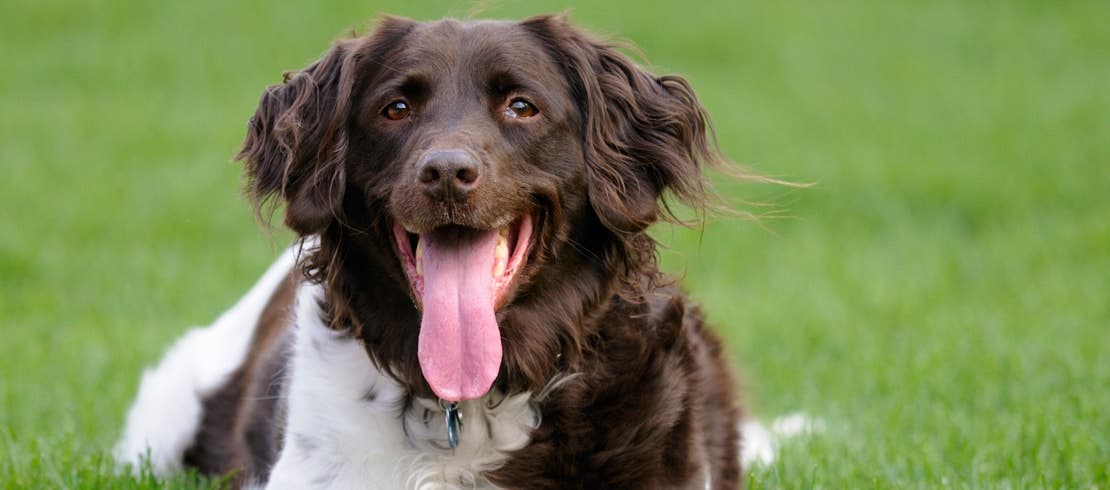 A brown and white dog panting while lying in the grass outside.