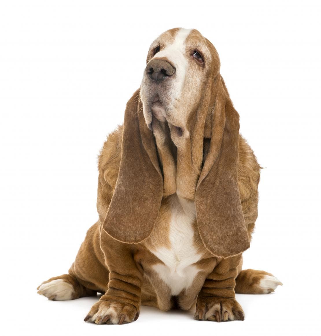 Cachorro idoso sentado