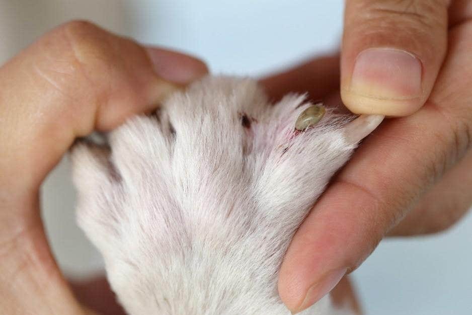 Controllo di pulci e zecche sulle zampe del cane