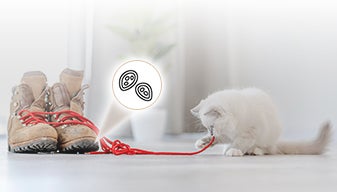 Котенок жуёт шнурки от ботинок, от которых схематично показаны яйца глистов