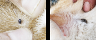 Fästingar som suger blod på hund och katt 
