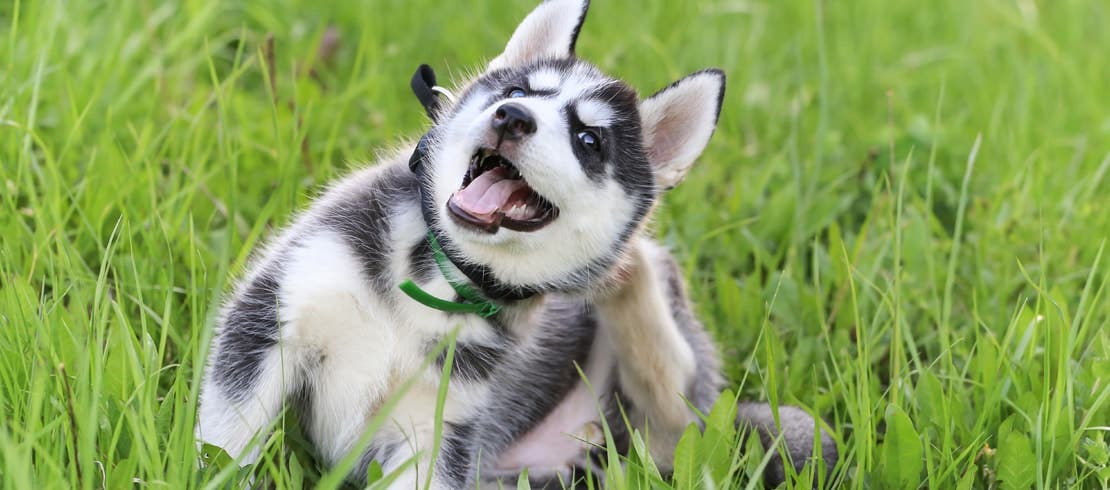 A husky puppy scratching his head in an open grass field.