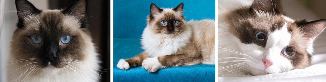 Cores da raça de gatos Ragdoll incluem marrom escuro, azul acinzentado, chocolate, lilás, vermelho e creme