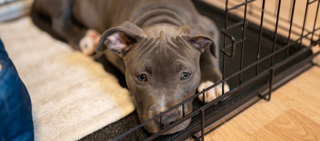 A pit bull mix sleeping in its dog crate.