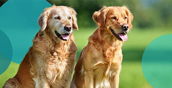 Two golden retrievers happily sitting on an open grass field. 
