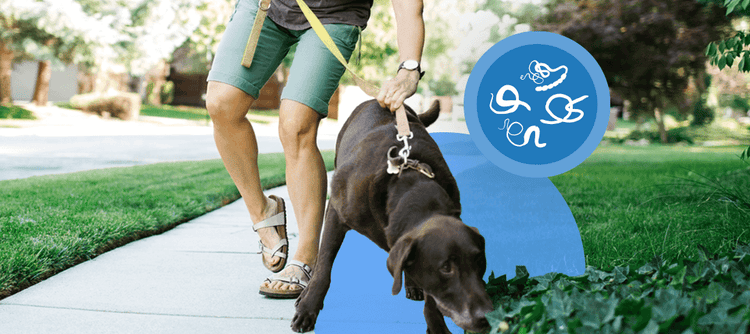 A chocolate Labrador pulling owner on a walk to sniff in bushes that might contain intestinal worms