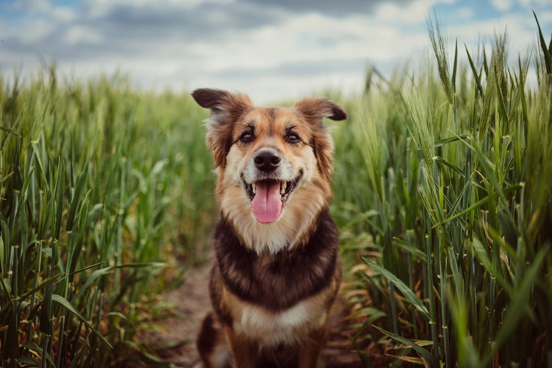 Barna kutya egy füves mezőn