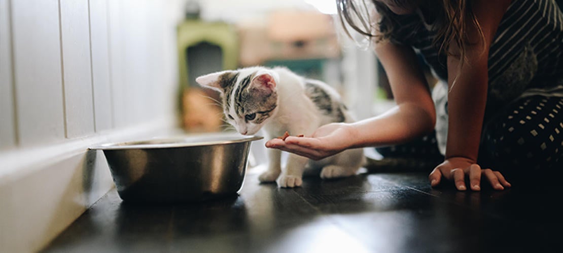 mønt melodrama Ged 7 fødevarer din kat ikke må spise