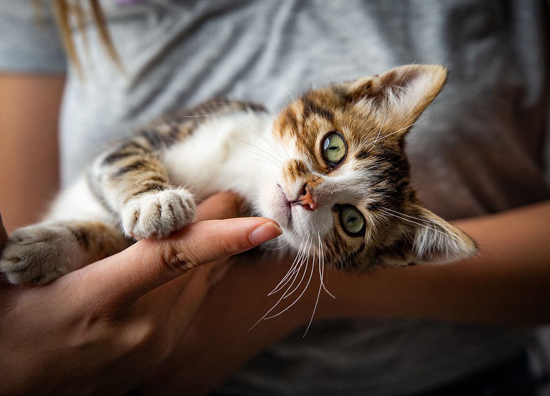 Kitten is in the hand of her owner