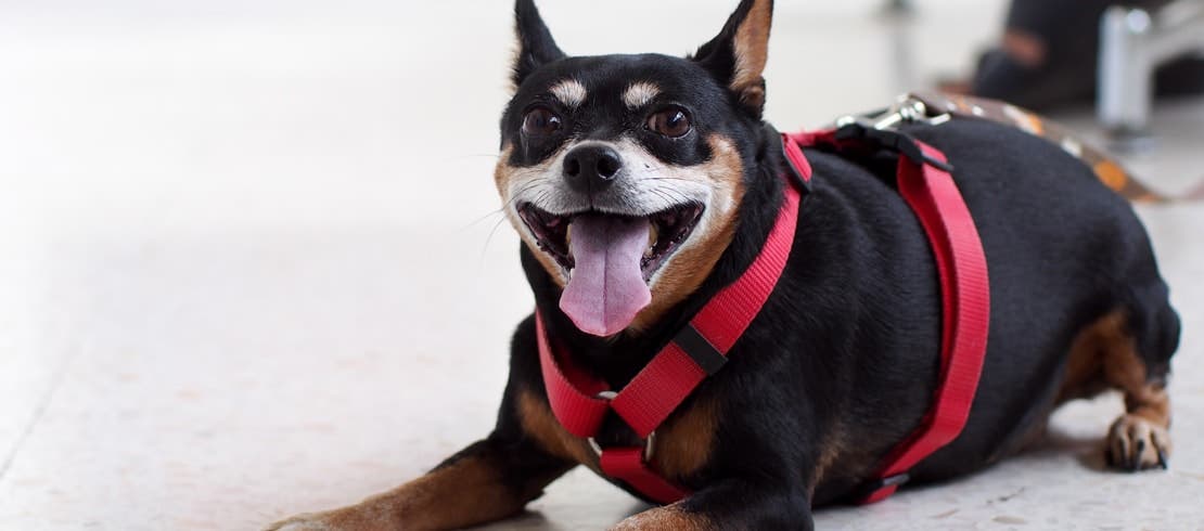 A happy dog wearing a leash resting.