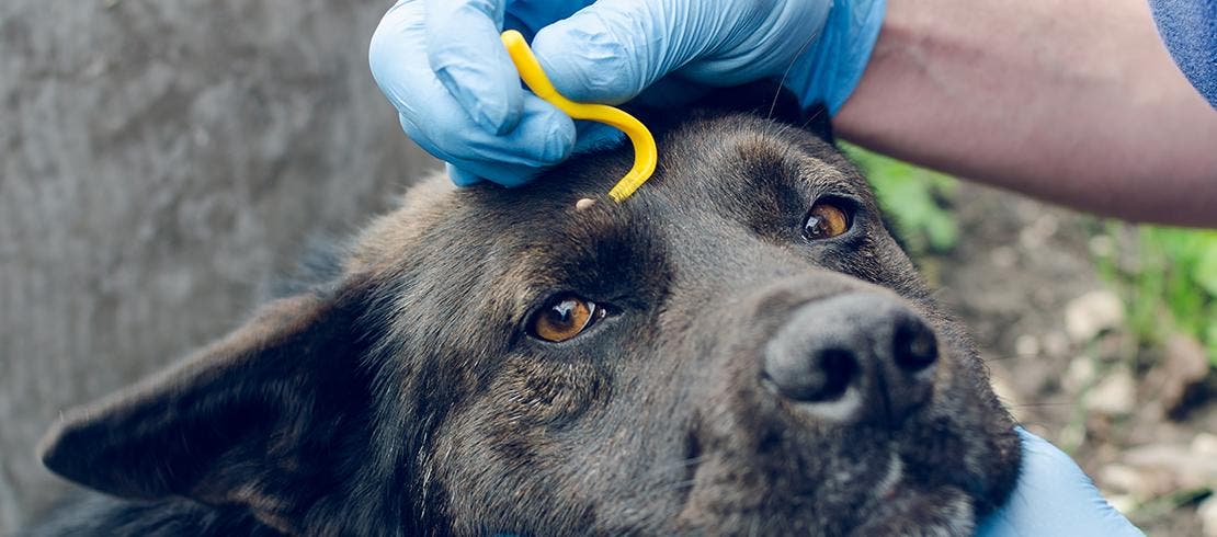 Vet removing tick from dog’s head with tick-removal tool