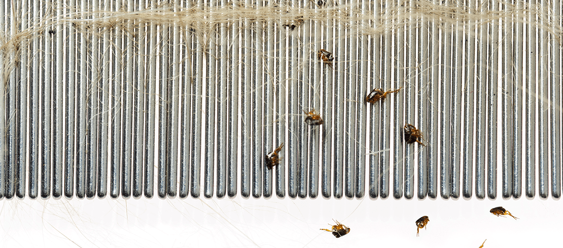 Fleas being caught via a flea comb