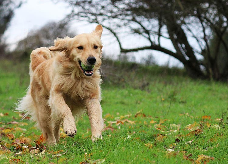 Perro corriendo en el pasto verde con una pelota de tennis en la boca