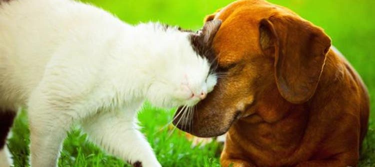 En katt och en hund