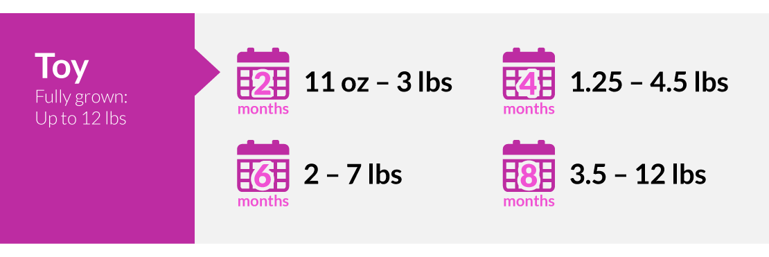 Toy puppy weighs 11oz-3lbs during the first 2 months, 1.25-4.5lbs in 4 months, 2-7lbs in 6 months and 3.5-12bs in 8 months