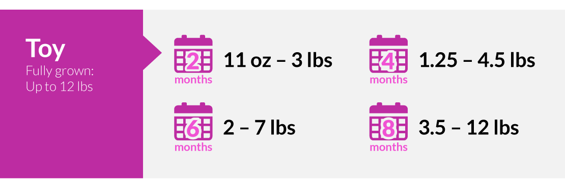 Toy puppy weighs 11oz-3lbs during the first 2 months, 1.25-4.5lbs in 4 months, 2-7lbs in 6 months and 3.5-12bs in 8 months 