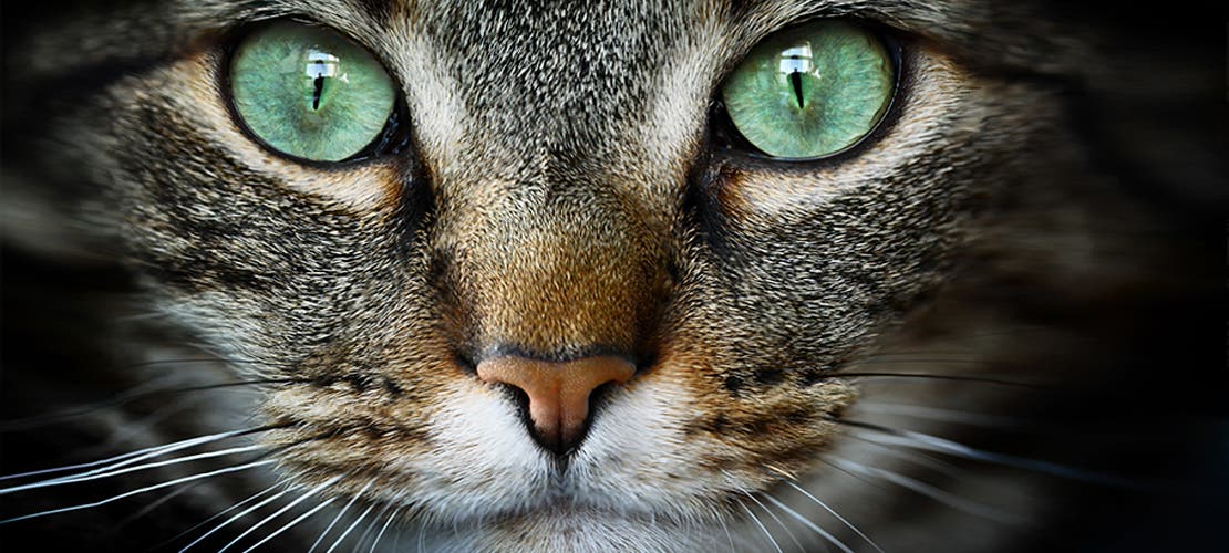 Closeup af kat med grønne øjne og lys næse