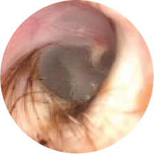 Healthy ear canal of dog ear