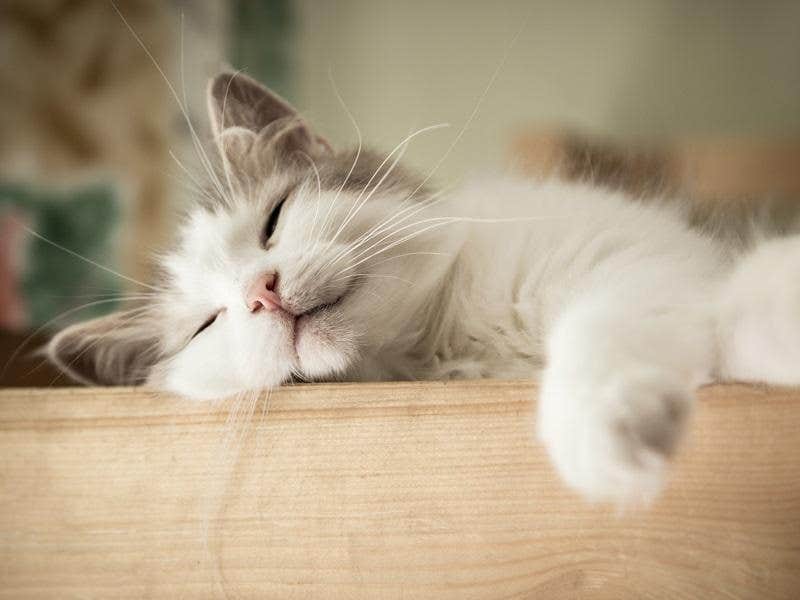 Gato cachorro durmiendo