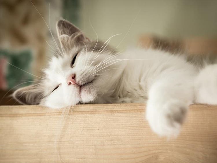 Gato cachorro durmiendo