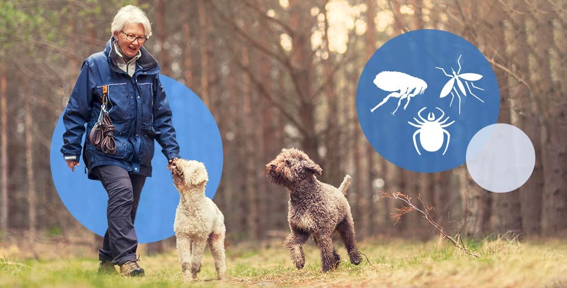 Woman with white hair wearing a winter coat hiking with her two dogs in the woods.