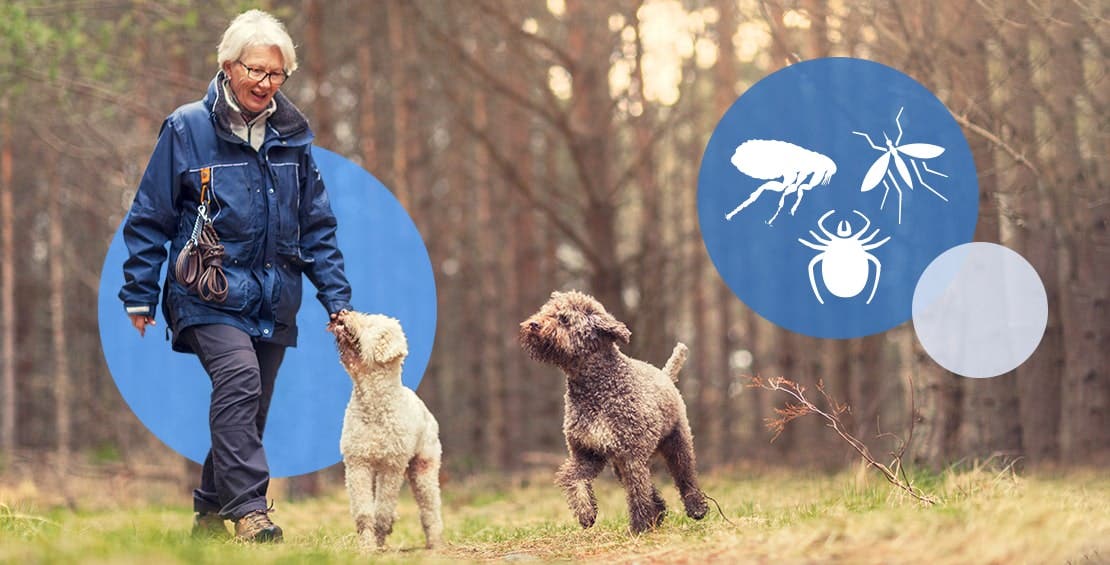 Tick Forecast 2023: Don't Let Your Pet Become A Flea & Tick Host