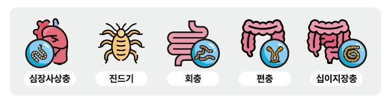 크레델리오 플러스가 예방하는 주요 기생충 5종 – 심장사상충, 진드기, 회충, 편충, 십이지장충 아이콘 이미지