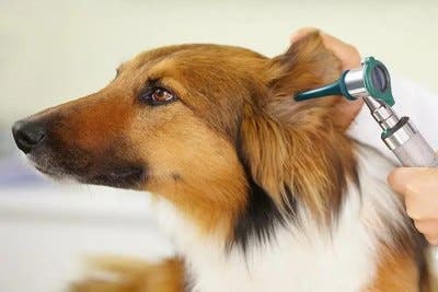 Vet giving collie dog an ear infection exam