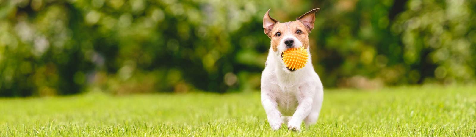 Dog running with ball in mouth