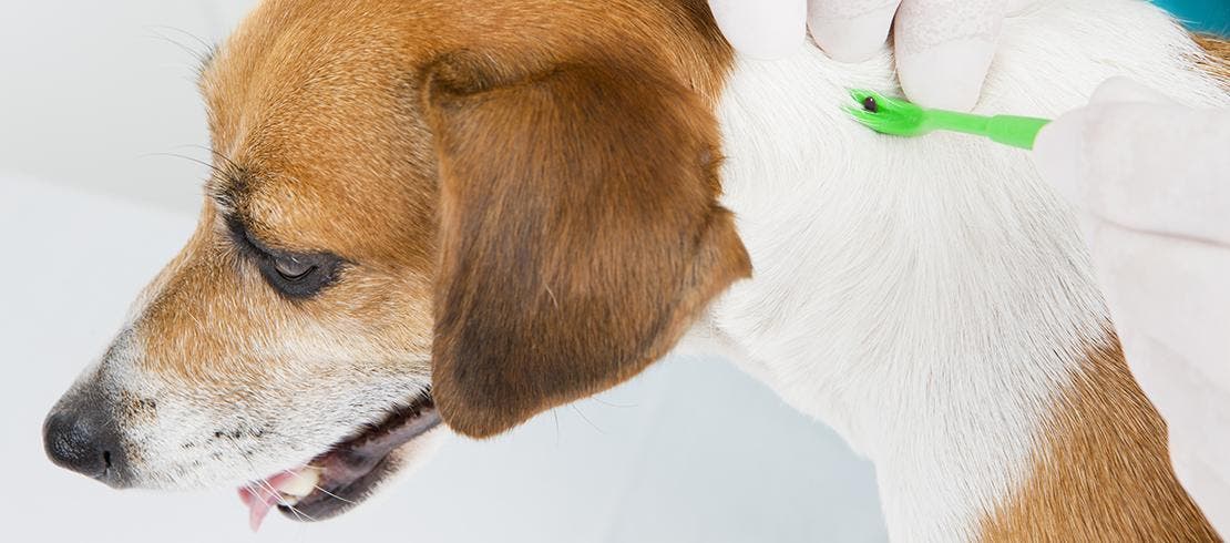 Entfernung einer Zecke am Nacken eines Hundes mithilfe eines geeigneten Werkzeugs