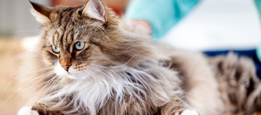 Vitamins for senior store cats