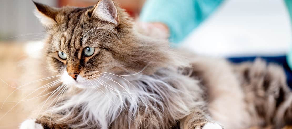 A serious-looking Maine Coon lying on a wood floor 