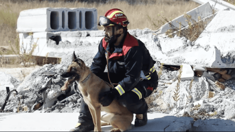 salvamento y deteccion con perros