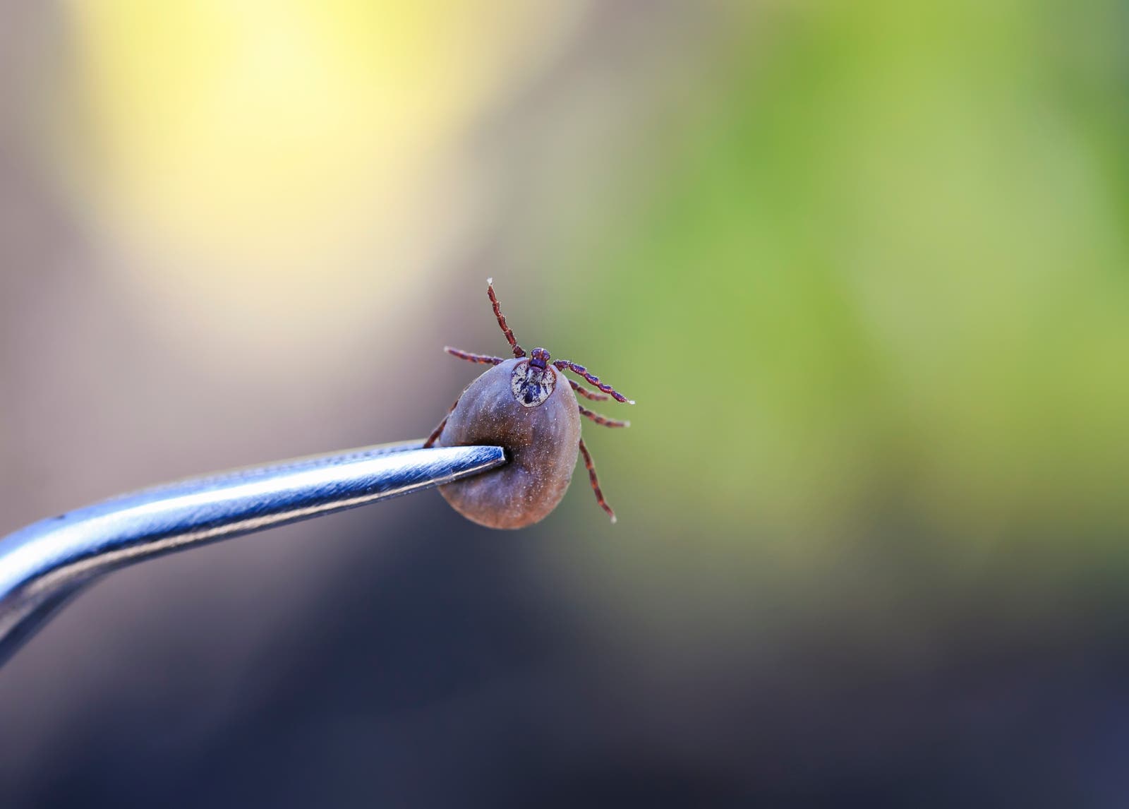Close up of tick held by tweezers