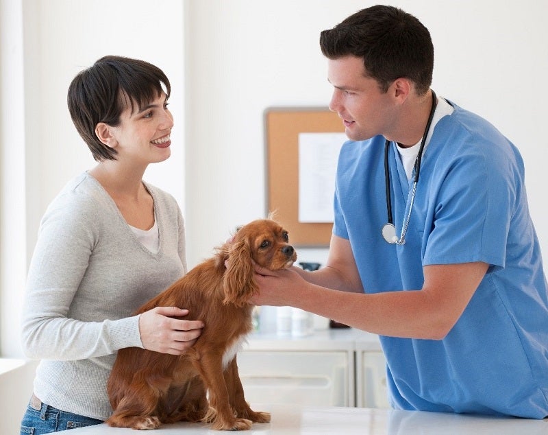 Dog examined by a veterinarian