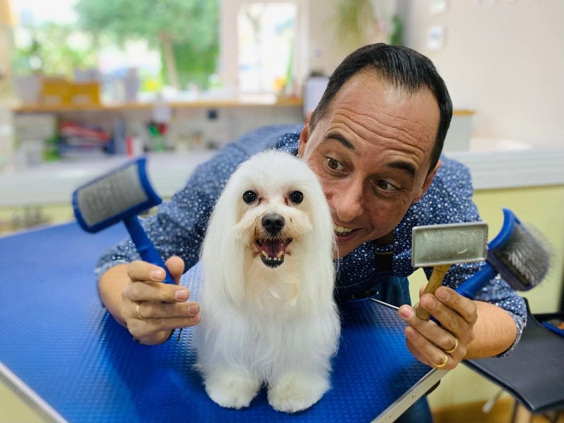 Deslanadores cepillado perro
