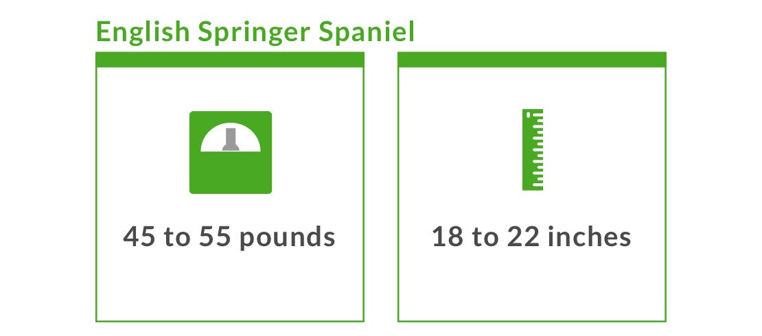 English springer spaniels typically weigh between 45 and 55 pounds and can be 18 to 22 inches tall